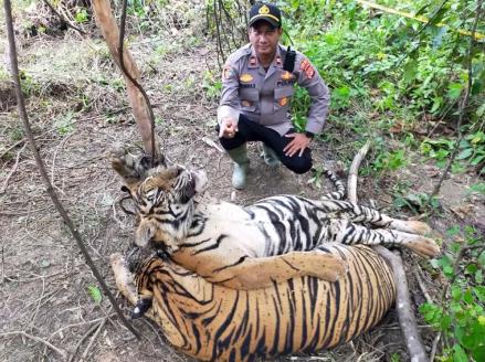 最新打虎消息，持续打击非法猎捕，保护珍稀物种的坚定决心